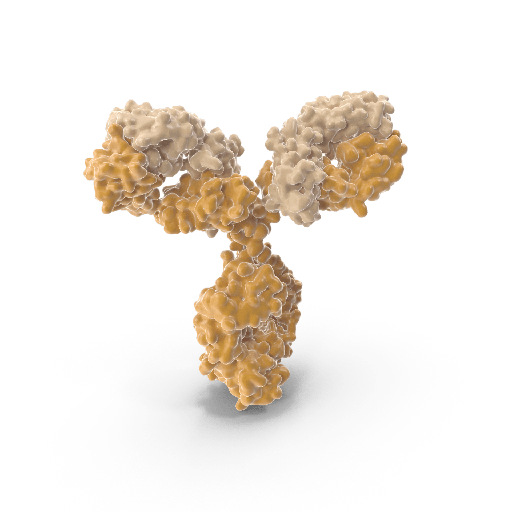 [0544-MBS5310999-1ml] Vancomycin Antibody